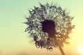 Dew drops on a dandelion seeds at sunrise. Royalty Free Stock Photo