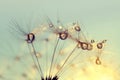 Dew drops on a dandelion seeds at sunrise Royalty Free Stock Photo