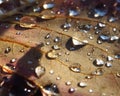 Dew drops Royalty Free Stock Photo