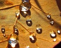 Dew drops Royalty Free Stock Photo