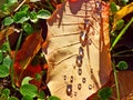 Dew drops Royalty Free Stock Photo