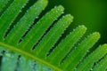 Dew Drops on Fern Leaf Royalty Free Stock Photo
