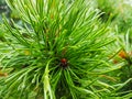 Intense green spruce up close