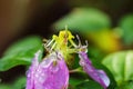 Dew drops on flower Dissotis rotundifolia