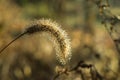 Dew drops on fluffy spikelets of grass glisten in the sun Royalty Free Stock Photo