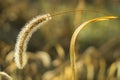 Dew drops on fluffy spikelets of grass glisten in the sun Royalty Free Stock Photo
