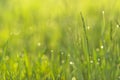 Dew drops in the form of bokeh on morning, spring, young grass. Concept of heat arrival Royalty Free Stock Photo