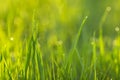 Dew drops in the form of bokeh on morning, spring, young grass. Concept of heat arrival Royalty Free Stock Photo