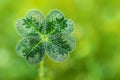 Dew Drops on Fresh Green Clover Leaf Royalty Free Stock Photo