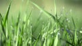 Dew drops on fresh green grass, close-up Royalty Free Stock Photo