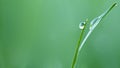 Dew drops on fresh green grass, close-up Royalty Free Stock Photo