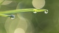 Dew drops on fresh green grass, close-up Royalty Free Stock Photo