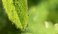Dew drops on fresh green grass, close-up Royalty Free Stock Photo