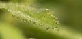 Dew drops on fresh green grass, close-up Royalty Free Stock Photo