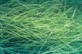 Dew drops on fresh green grass in close-up. Royalty Free Stock Photo