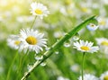 Dew drops on fresh green grass with daisies closeup. Royalty Free Stock Photo