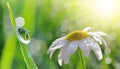 Dew drops on fresh green grass and daisy closeup. Royalty Free Stock Photo