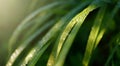 Dew drops on fresh green grass in the early sunny morning Royalty Free Stock Photo