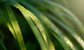 Dew drops on fresh green grass in the early sunny morning Royalty Free Stock Photo