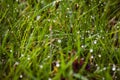 dew drops on fresh green grass in spring Royalty Free Stock Photo