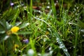 dew drops on fresh green grass in spring Royalty Free Stock Photo