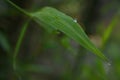 Dew drops on a fresh new bamboo leaf Royalty Free Stock Photo