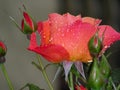 A sunset rose dowsed with the morning dew Royalty Free Stock Photo