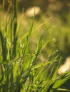 Dew drops glisten on fresh grass Royalty Free Stock Photo