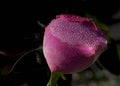 Dew Drops Glistening on a Pink Rosebud