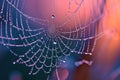 Dew drops glistening on spider web in golden morning light Royalty Free Stock Photo