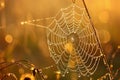 Dew drops glistening on spider web in golden morning light Royalty Free Stock Photo