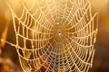 Dew drops glistening on spider web in golden morning light Royalty Free Stock Photo