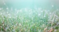 Dew drops glow and sparkle in sun in morning fresh wet green grass in nature. Soft selective focus Royalty Free Stock Photo