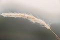 Dew Drops Glowing on Grass Flower