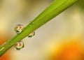 Dew drops on grass Royalty Free Stock Photo