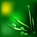 Dew drops on the grass blade. Vector Illustration