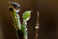 Dew Drops on grass blades Royalty Free Stock Photo