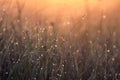 Dew drops on the grass at dawn