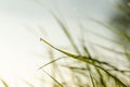 Dew drops on the grass in the morning sun. Background.