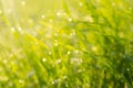 Dew drops on the grass in the morning sun. Background.