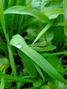 Close up of Dew drops on the green grass.Dew drops.Dew drops on grass.