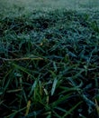 Dew drops on grass after a long winter night