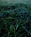 Dew drops on grass after a long winter night Royalty Free Stock Photo
