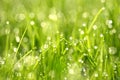 Dew drops on grass, macro photo