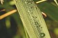 Dew drops on the grass Royalty Free Stock Photo