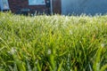 Dew drops on grass sparkle in the sun. Royalty Free Stock Photo