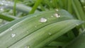 Dew drops on the grass