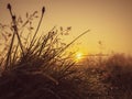 Dew drops on grass at sunrise. Nature background Royalty Free Stock Photo