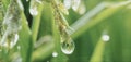Morning dew drops Royalty Free Stock Photo