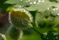 Dew drops on Greater Celandine bud